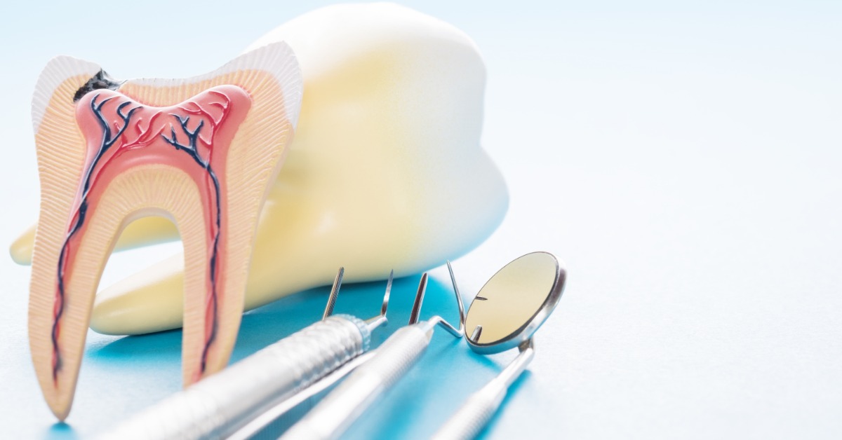 A tooth anatomy model beside metal dental tools and a round mirror on a blue surface with a large tooth behind it.